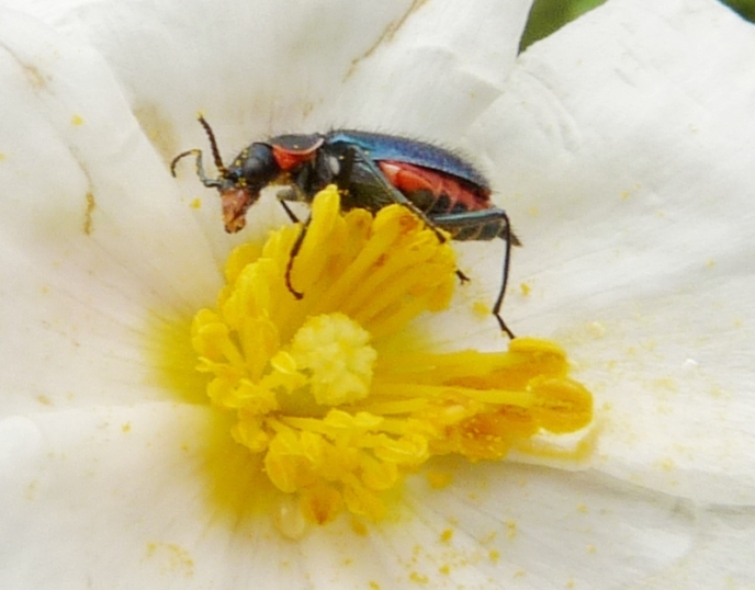 Malachiidae:  Clanoptilus sardous e Malachius australis